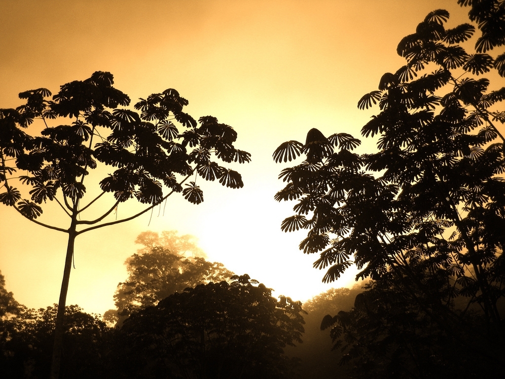 Image: the Congo River Basin forest, the sustainable management of which was a central theme at the conference (c) Corrine Stanley/ flickr