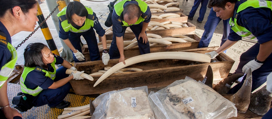 Customs officers seize ivory tusks, rhino horn and leopard skins, with a street value of around four million Euro, at the Hong Kong Customs and Excise headquarters in Hong Kong, China. Photo © International Fund for Animal Welfare/ Flickr